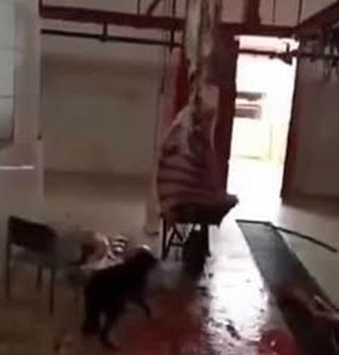 "كلب ضال" يأكل من ذبيحة ينقل "بيطرياً" من عمله بالزلفي