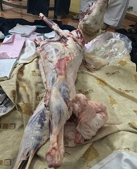 شاهد.. ضبط مطاعم شهيرة بالطائف تشتري أغناماً مريضة وميتة