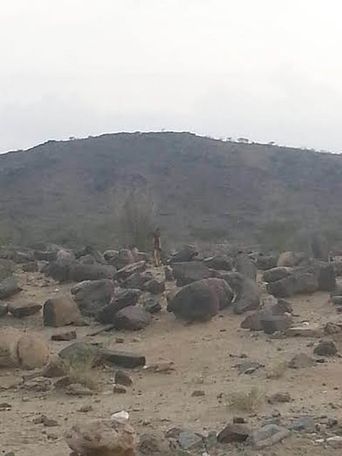شاهد .. "مقبرة حدبة المجاردة" مرتعاً للدواب والحيوانات