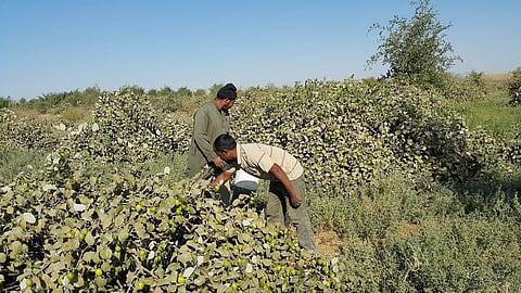 بالصور.. "العبري" يغزو أسواق وادي الدواسر بأنواعه الثلاثة