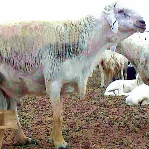 تجار عن "خروف المليون": صفقة قديمة والمشتري تُوفي .. فلماذا الإثارة والتطاول؟