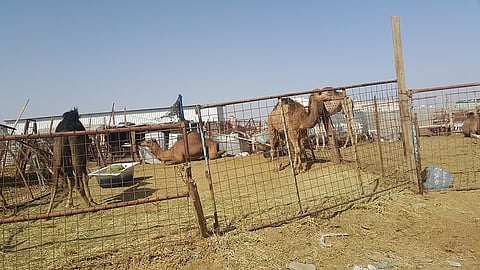 مخاوف "كورونا" تهوي بأسعار "الحشو" في "حوية الطائف"