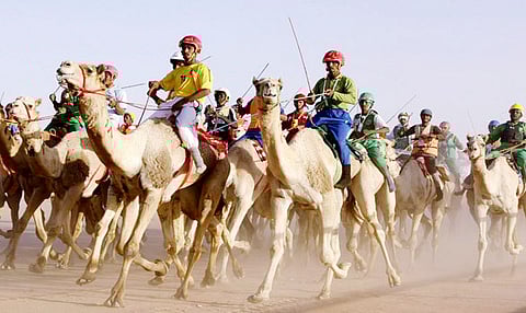 سباق الهجن السنوي بالجنادرية ينطلق غداً.. وجوائز مليونية و ١٠ سيارات تنتظر الفائزين