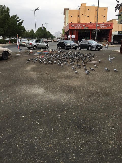 شاهد.. سقيا الحمام تلوث الشوارع وتشوه المنظر العام بمكة المكرمة