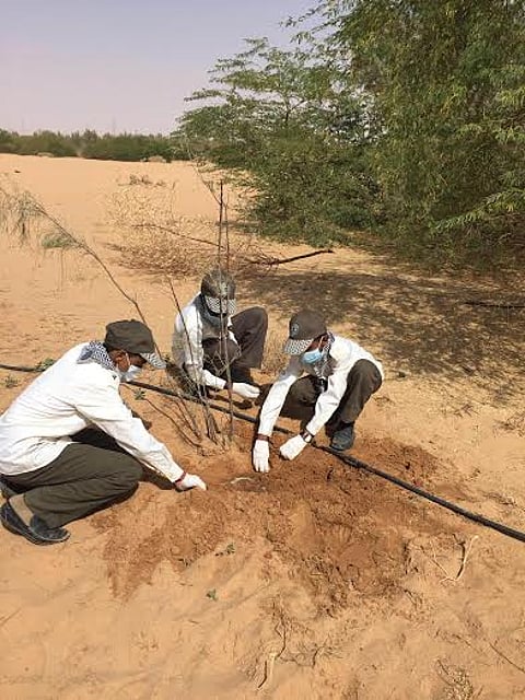 شاهد.. 100 كشاف يحاربون التصحر شمال "وادي الدواسر"