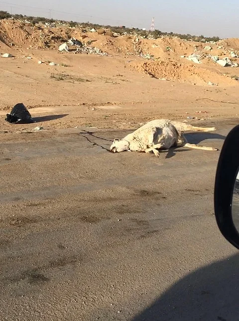 شاهد.. مدخل عروس المصايف وطريق المشاعر تغطية الحيوانات النافقة