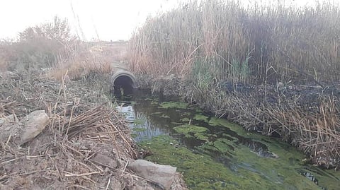 مستنقع مائي يُهدد بكارثة بيئية في تيماء.. والبلدية: نعمل على إبعاده