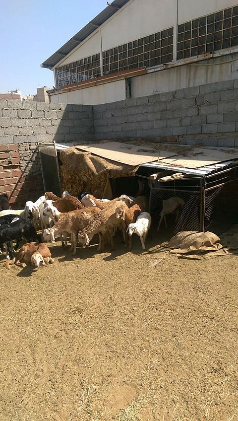 مكة.. مصادرة 35 رأس غنم وإزالة حظائر في الغزة الفرعية
