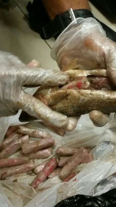 جمرك ينبع يمنع تهريب "ترامادول" في "أسماك متعفنة"