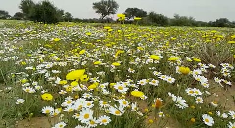 ورود الأقحوان وزهور البابونج تزين "روضة التنهات"