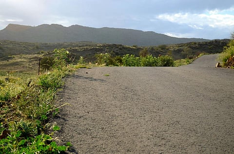شاهد.. "اليعاسيب" تستبق الربيع مختالة بزهور تُعانق المتعة الخضراء بالطائف