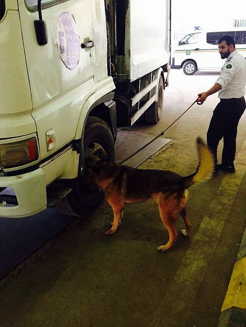 شاهد.. حملة تفتيش مفاجئة بالكلاب البوليسية لسجون المدينة المنورة