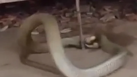 بالفيديو.. رجل يقبض على ثعبان ضخم كان يختبئ تحت سريره