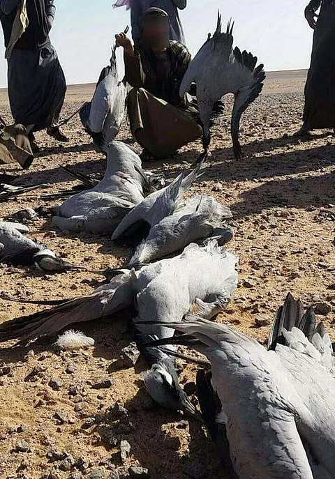 هواة صيد الطيور المهاجرة يهددون حياة الأهالي.. والجهات المختصة تتوعدهم بالمحاسبة