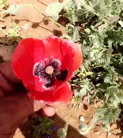 "زهور الديدحان" تظهر في "النبهانية" غرب القصيم