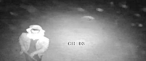 في واقعة متكرّرة .. مجهولون يسرقون 11 خروفاً بـ "قرية جماجم" بالقريات