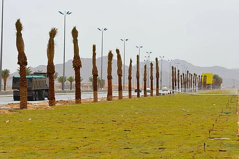 بدء تحسين وتجميل مدخل مدينة نجران من الجهة الشرقية