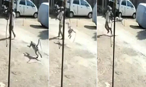 فيديو طريف.. هجوم مفاجئ لقرد يترك رجلاً في صدمة