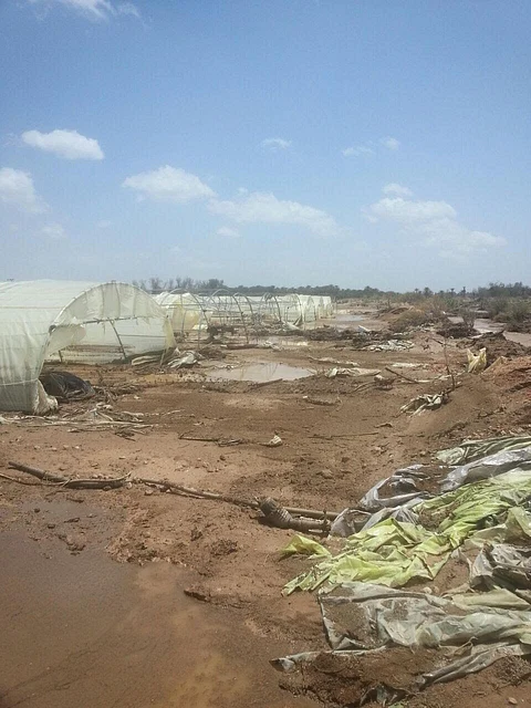 نفوق ٢٩٣ رأس أغنام في مزارع "غريف الخرمة" جراء السيول