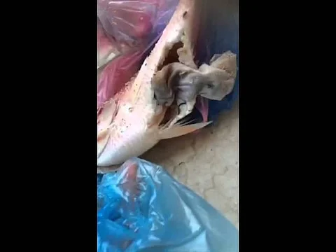 بالفيديو.. "هيئة ينبع" تُبطل عملاً سحريًّا وجده مواطن داخل أحشاء سمكة