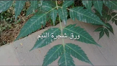 جدل في مواقع التواصل الاجتماعي عن شجرة "النيم" ينتهي بأنها سامة