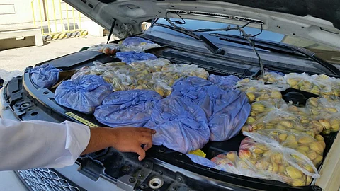جسر الملك فهد .. إحباط تهريب 598 كجم من "القورو"