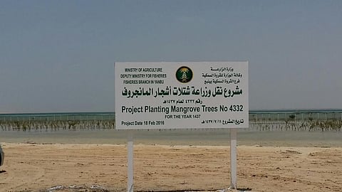 شاهد.. "البيئة والمياه" تزرع "250" ألف شجرة مانجروف بينبع