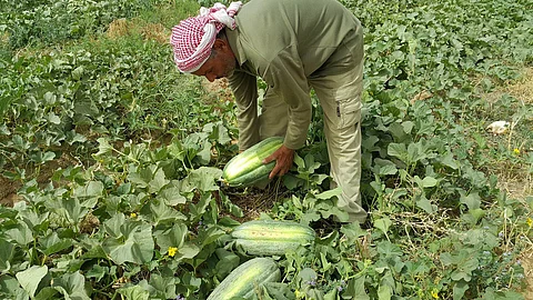 بالصور.. "البطيخ" يغزو أسواق "وادي الدواسر"