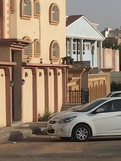 "قردة البابون" تهدِّد السكان وتتسلق منازلهم بسبب تراكم النفايات بـ"منتزه الطائف"