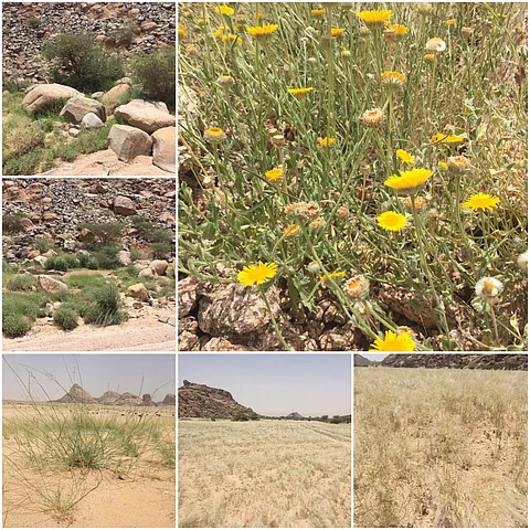 شاهد.. ربيع "صيف الجنوب" ومرابع امرؤ القيس بحلتها الخضراء