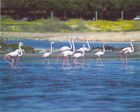 الهيئة الملكية بالجبيل: لن نسمح بالتنزه في الجزر المحمية