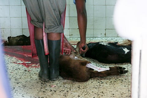 شاهد.. مسالخ عشوائية في جدة تضرب بالنظم عرض الحائط