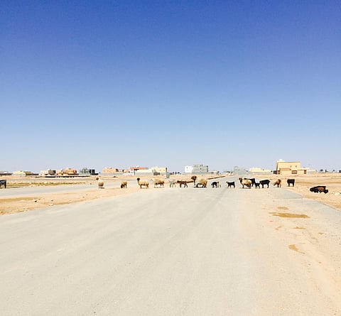 شاهد.. الماعز والأغنام تتجول في أحياء رفحاء.. والأهالي: أين ملاكها؟