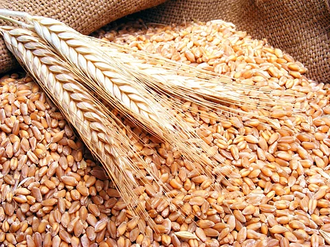 المؤسسة العامة للحبوب تطرح مناقصة لاستيراد 300 ألف طن قمح صلب