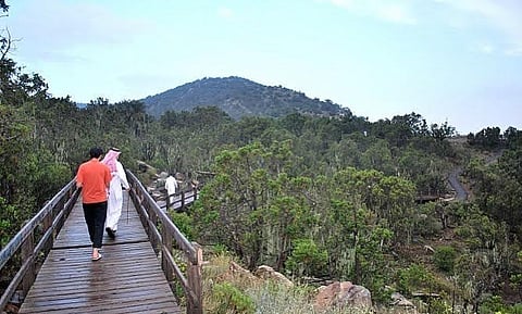 5 آلاف شتلة عرعر في متنزهات عسير تزامناً مع "أبها يجمعنا"