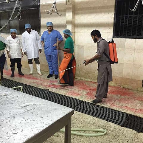 شاهد .. إعدام 3 أبقار مُصابة بالتهاب "الجلد العقدي" بالطائف