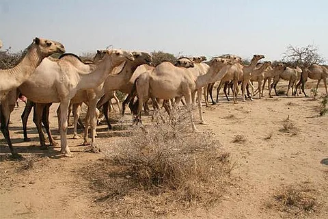 موت راعي إبل عطشاً في صحراء الجزائر
