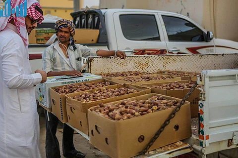 مزارعو "وادي الدواسر": لا مظلات تحمي منتجاتنا والحرارة تقترب من الـ50 درجة
