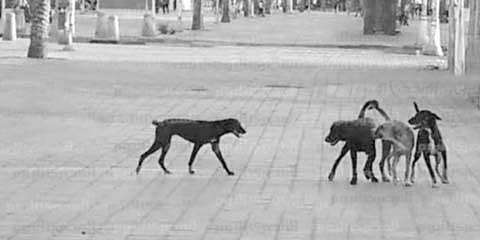 افتراس ونهش أطفال والحملات خجولة.. "الكلاب المسعورة" تدق ناقوس الموت