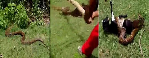 بالفيديو.. معركة قرويين لإنقاذ ماعز من قبضة حية في الهند
