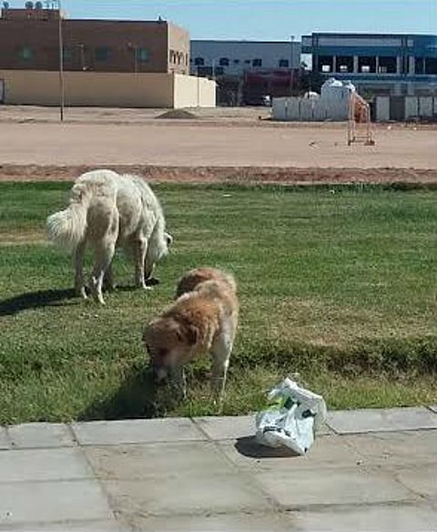 "اللحوم المسمومة" سلاح بلدية طبرجل لمواجهة كثرة الكلاب الضالة