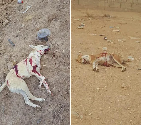 بلديات تتفاعل بعد مقتل الطفل عبدالله "ضحية الكلاب" بالقوارة