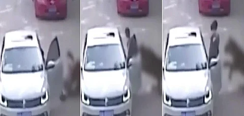بالفيديو.. نمر يقتل امرأة خرجت من سيارتها في حديقة حيوان مفتوحة