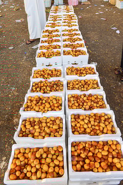 شاهد .."سبق" تتجول في سوق عتيقة للتمور بالرياض وترصد الأسعار والصعوبات