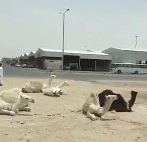 ردود متباينة حول اقتراح لاستبدال معونات "حشو الزواجات" بقيمتها للعريس