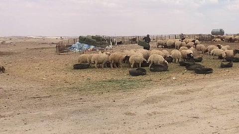 من أهالي القريات للمحافظ: ألزموا محال اللحوم والمطاعم بتسعيرة مخفضة