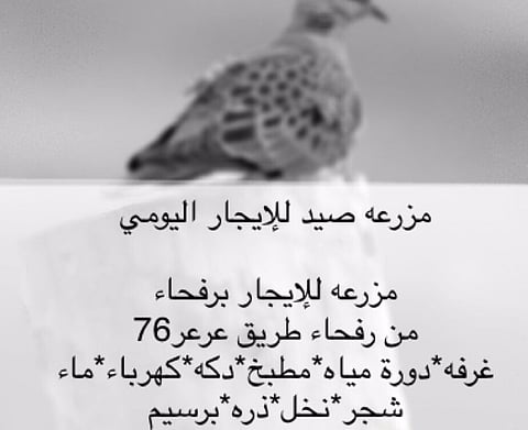 أهالي رفحاء: ملاك المزارع شركاء في إبادة الطيور المهاجرة ونطالب بمحاسبتهم