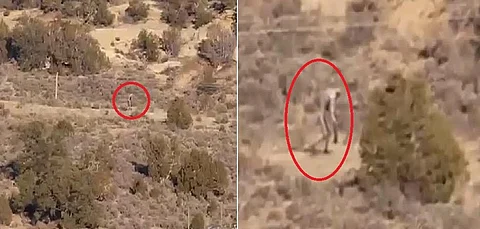 بالفيديو.. مخلوق غريب يتجول في صحراء البرتغال