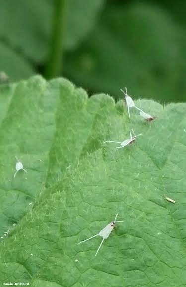"الزراعة" تجلب حشرة بفيفاء تتغذى على دم البشر.. "البق الدقيقي" تنتظر المبيد