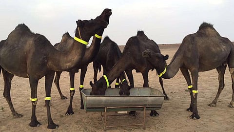 شاهد.. مواطن يضع أحزمة مضيئة على "إبله" بالخرمة تجنباً للحوادث